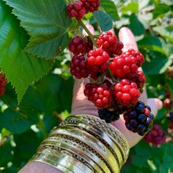 The Happy Berry