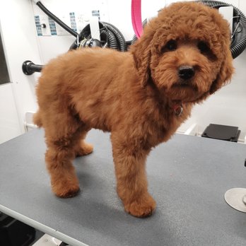 Serenity Pet Grooming - Pet Groomers Near Me - Pomona, California Serenity Pet Grooming - Pet Groomers Near Me - Pomona, California