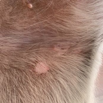Isabel's Dog Grooming - Fungal infection - Pet Groomers Near Me - Peoria, Arizona