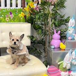 Precious Paws Pet Food & Supplies