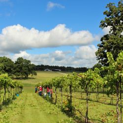 West Sandy Creek Winery - We grow our own grapes on the ranch.