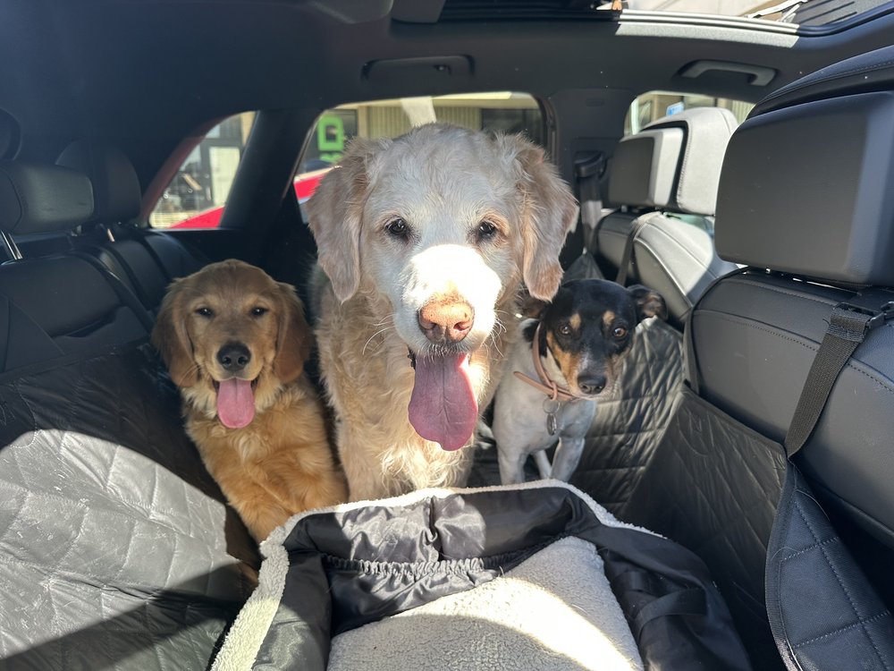 BUBBLY PAWS DOG WASH Updated August 2024 10 Photos & 81 Reviews 3730 Grand Way