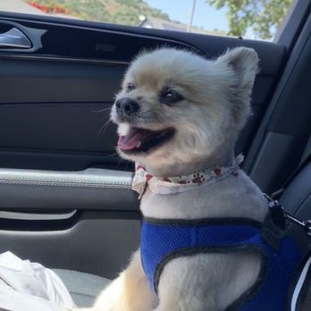 iPet Grooming - Pet Groomers Near Me - San Dimas, California