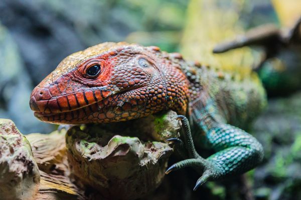 Houston Zoo by null