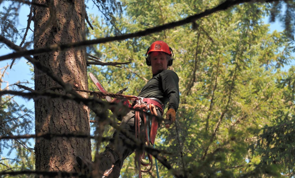 Bakke Tree Care - tree service in Eugene, OR