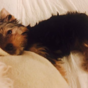 Collier Ranch Yorkies - Pet Breeders Near Me Collier Ranch Yorkies - Pet Breeders Near Me