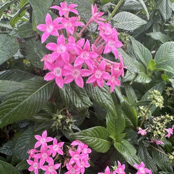 Kustom Kreations Landscaping - Pink penta flowers add a nice burst of color to the base of an oak tree. - Landscaping Near Me - Rockledge, Florida Kustom Kreations Landscaping - Pink penta flowers add a nice burst of color to the base of an oak tree. - Landscaping Near Me - Rockledge, Florida