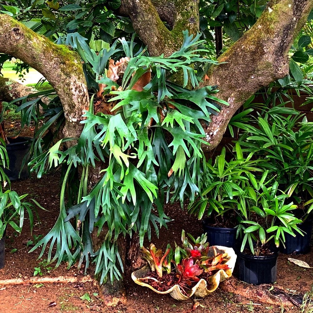 LOTUS FARM AND NURSERY Updated October 2024 4670 Waiakalua St