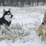 Photo of Capitol Paws Pet Services