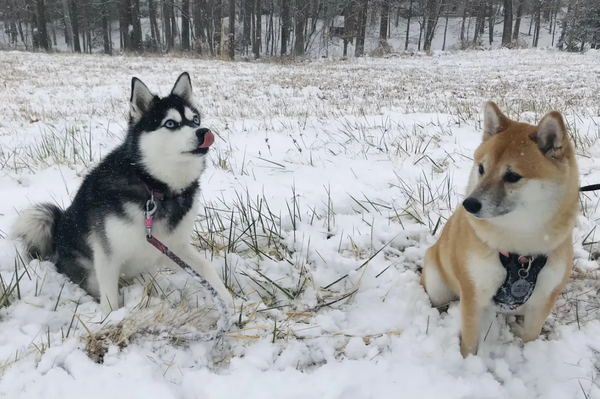 Capitol Paws Pet Services