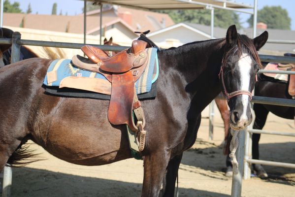 S&D Horseback Riding by null