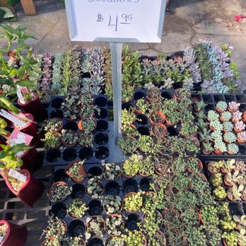 Cedar Creek Nursery Helena - String of everything - Nurseries & Gardening Near Me - Helena, Alabama Cedar Creek Nursery Helena - String of everything - Nurseries & Gardening Near Me - Helena, Alabama