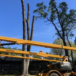 ATC Tree Services - Before and during tree removal