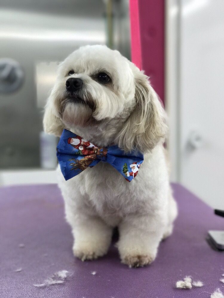 THE POOCH PARLOR Updated May 2024 Peachtree Corners, Pet