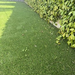 Weeds coming through turf Weeds coming through turf