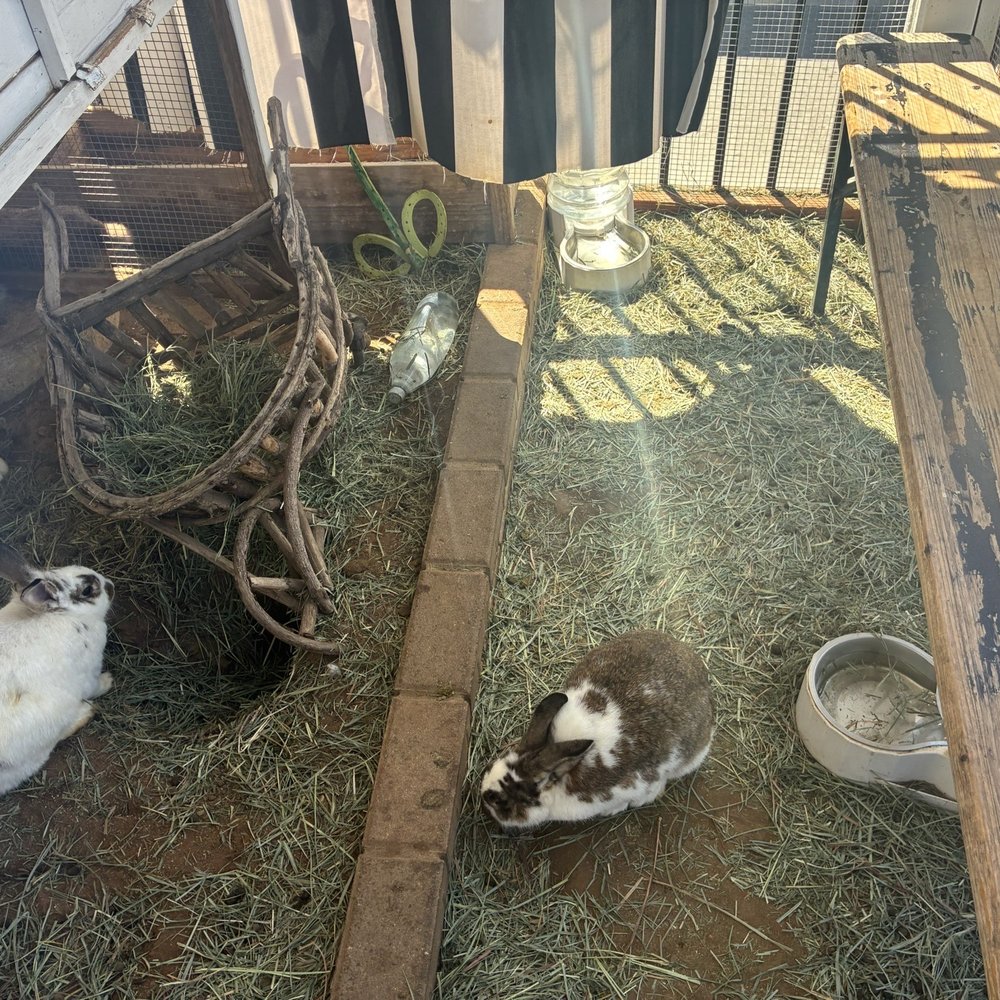 Grange Garden Outdoor - A 30-minute bunny session - Coffee & Tea Near Me - Solana Beach, California Grange Garden Outdoor - A 30-minute bunny session - Coffee & Tea Near Me - Solana Beach, California