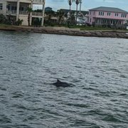 DOLPHIN DOCK - 130 Photos & 110 Reviews - Fishing - 300 W Cotter Ave