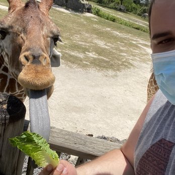 Zoo Miami - Feeding the Giraffes - Zoos Near Me - Miami, Florida Zoo Miami - Feeding the Giraffes - Zoos Near Me - Miami, Florida