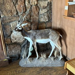Mac's Bar-B-Q - The little greeter!