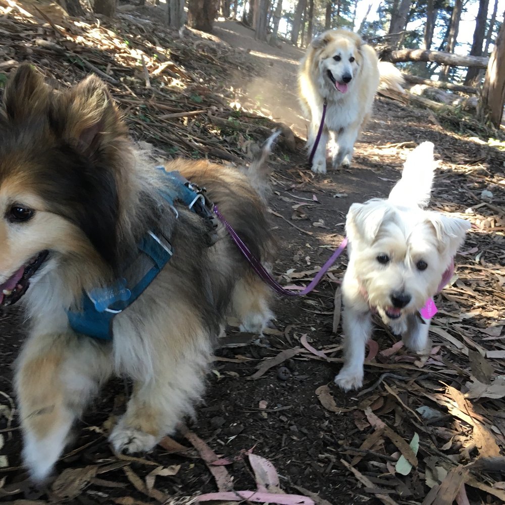 Golden Dog - Dog Walkers Near Me Golden Dog - Dog Walkers Near Me