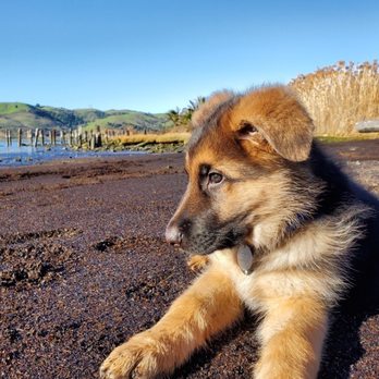 Zen Your Dog - Pet Training Near Me