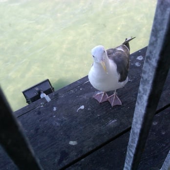 Old Tony's - and this little guy was chillin next to me the whole time! - Seafood Near Me - Redondo Beach, California Old Tony's - and this little guy was chillin next to me the whole time! - Seafood Near Me - Redondo Beach, California