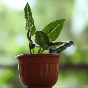 Gabby's Bistro - Plant on the balcon at Gabby's B&B - Pizza Near Me - Dumaguete City, NER Gabby's Bistro - Plant on the balcon at Gabby's B&B - Pizza Near Me - Dumaguete City, NER