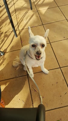 horizon pet supply winchester