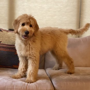 Howlistic Grooming - After. Even 3 days later he's still looking fluffy and fresh! - Pet Groomers Near Me - Chicago, Illinois