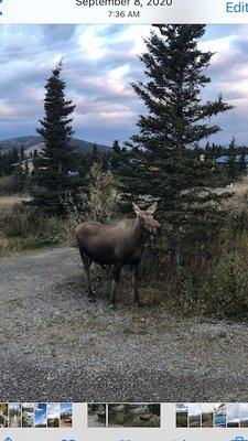 Denali Park Hotel by null