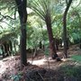 Photo of Sassafras Gully Tourist Track