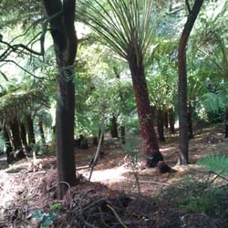 Sassafras Gully Tourist Track