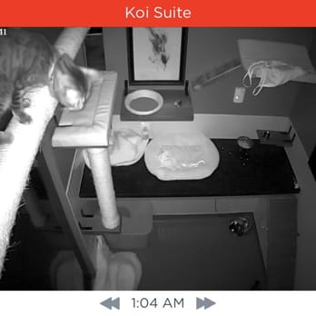 Kitty Chateau - Pet Boarding Near Me - San Francisco, California Kitty Chateau - Pet Boarding Near Me - San Francisco, California