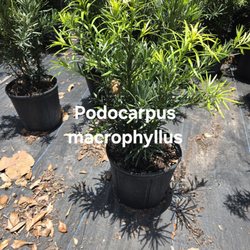 Pop's Nursery