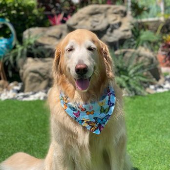 For Paws Mobile Pet Grooming - My furry Golden after an amazing Pet Grooming service with "For Paws" - Pet Groomers Near Me - Miami, Florida For Paws Mobile Pet Grooming - My furry Golden after an amazing Pet Grooming service with "For Paws" - Pet Groomers Near Me - Miami, Florida