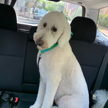 Bone Jour Pet Boutique - My poodle! - Pet Sitting Near Me - Bethesda, Maryland