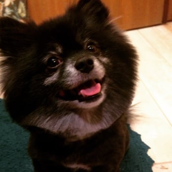 JK Grooming - Great cut, and I swear Buddy was extra "smiley" that night.  A happy dog makes me happy! - Pet Groomers Near Me - Denver, Colorado