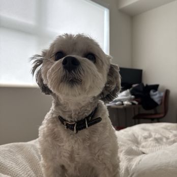 Pet Stylist - Pet Groomers Near Me - San Leandro, California Pet Stylist - Pet Groomers Near Me - San Leandro, California