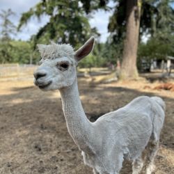 Pronkin' Pastures