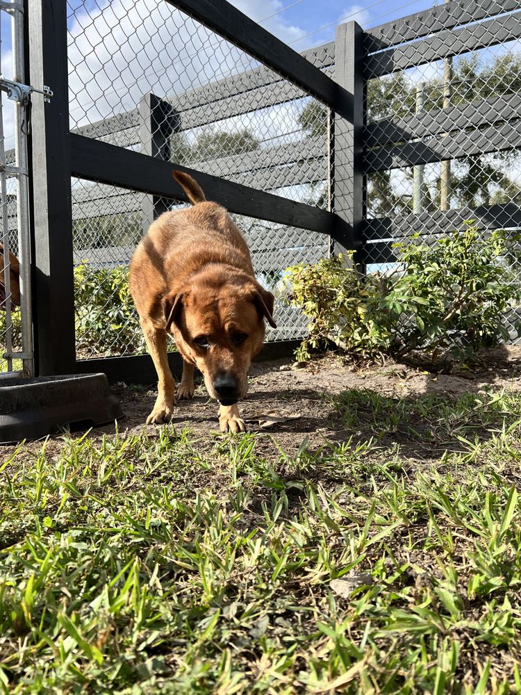 Canine Country Club - pet boarding facility in Kendale Lakes, FL
