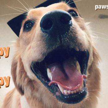 Pawsitive Plus Dog Training - Pet Training Near Me - Mississauga, Ontario