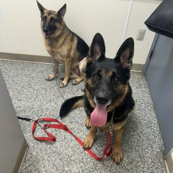 Snyder Veterinary Clinic - These are my dogs Angel and Bear. Dr. Snyders prices are good but All About Animals prices are better :) - Veterinarians Near Me - Chesterfield, Michigan Snyder Veterinary Clinic - These are my dogs Angel and Bear. Dr. Snyders prices are good but All About Animals prices are better :) - Veterinarians Near Me - Chesterfield, Michigan