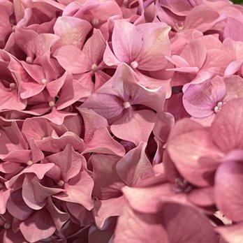 San Diego County Fair - Flower show - Festivals Near Me - Del Mar, California