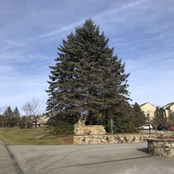 Villages At Seven Springs - Village #2 MeadowRidge