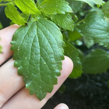 Rainbow Gardens - Aphids alllll over the anise - Nurseries & Gardening Near Me - San Antonio, Texas Rainbow Gardens - Aphids alllll over the anise - Nurseries & Gardening Near Me - San Antonio, Texas