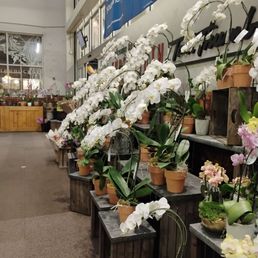 Beautiful Orchids Beautiful Orchids