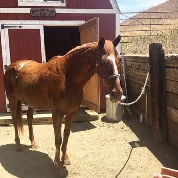 Heavens Ranch Norco - My happy horse at heavens ranch! - Horseback Riding Near Me - Norco, California