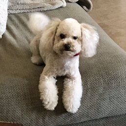 Annie does a super job with Harley. She is a wonderful groomer with great skill and professionalism. Thank You! Annie does a super job with Harley. She is a wonderful groomer with great skill and professionalism. Thank You!
