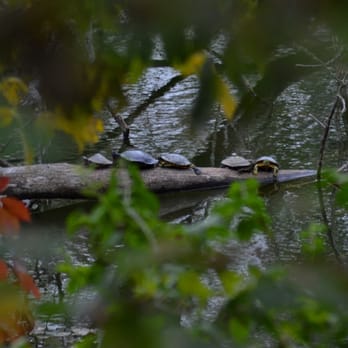 Black Hoof Park - Turtle Reunion - Parks Near Me - Lenexa, Kansas Black Hoof Park - Turtle Reunion - Parks Near Me - Lenexa, Kansas