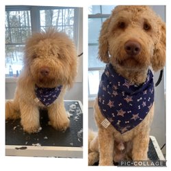 Dogs Galore Grooming - Before & after